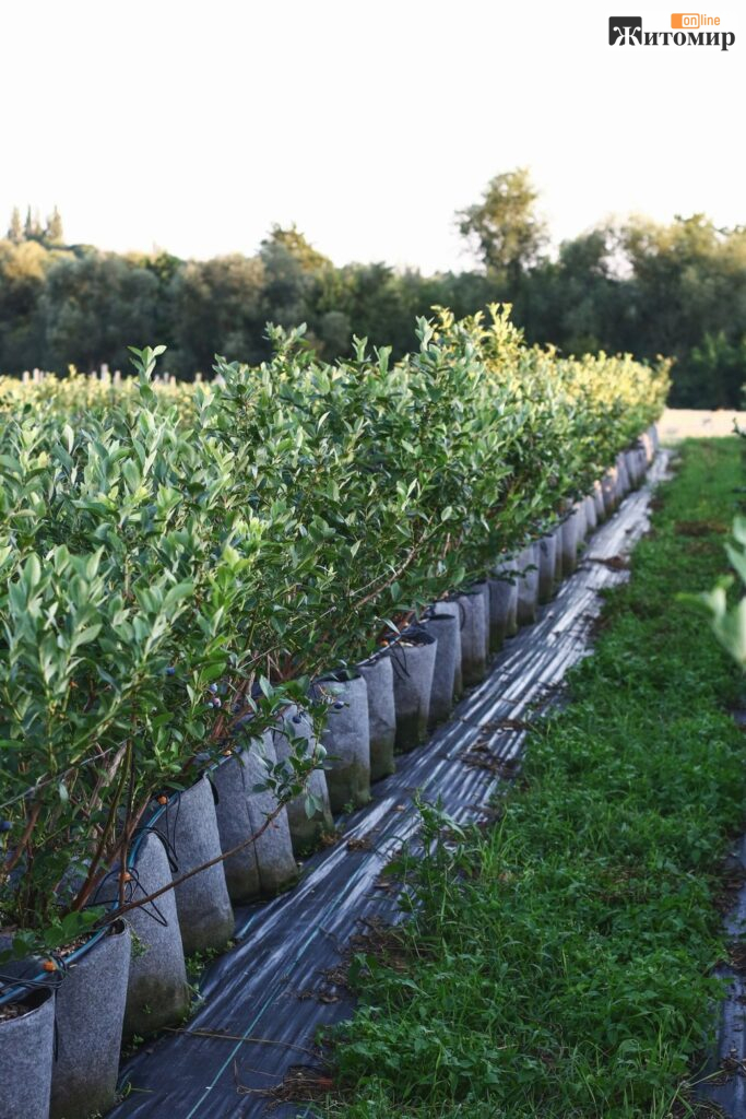 Програміст із Житомирщини вирощує 4207 кущів лохини й автоматизує поле - фото №2