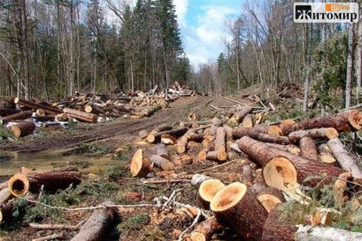 Незаконна порубка лісу на Коростенщині: винуватця оштрафували, бензопилу передали військовим