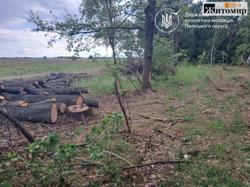 Суд зобов’язав сільраду на Житомирщині відшкодувати понад 2,5 млн грн за незаконну порубку дерев