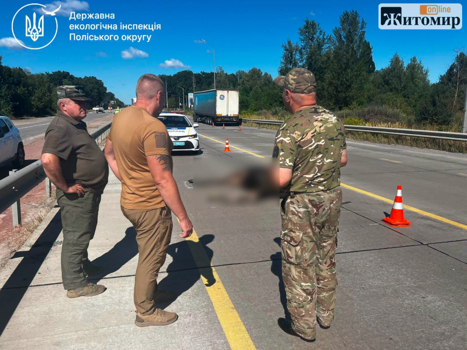 Загибель червонокнижної лосихи біля Житомира: відібрали зразки для досліджень - Події. Джерело: Zhitomir-OnLine Загибель червонокнижної лосихи біля Житомира: відібрали зразки для досліджень - фото №
