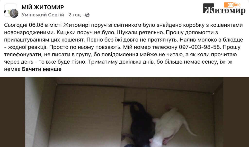 У Житомирі біля смітника знайшли трьох новонароджених кошенят - Інформація, Події. Джерело: Zhitomir-OnLine У Житомирі біля смітника знайшли трьох новонароджених кошенят - фото №