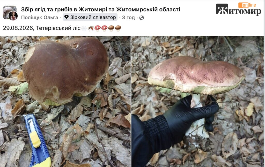 У Тетерівському лісі біля Житомира грибники показали серпневі знахідки. ФОТО - фото №3