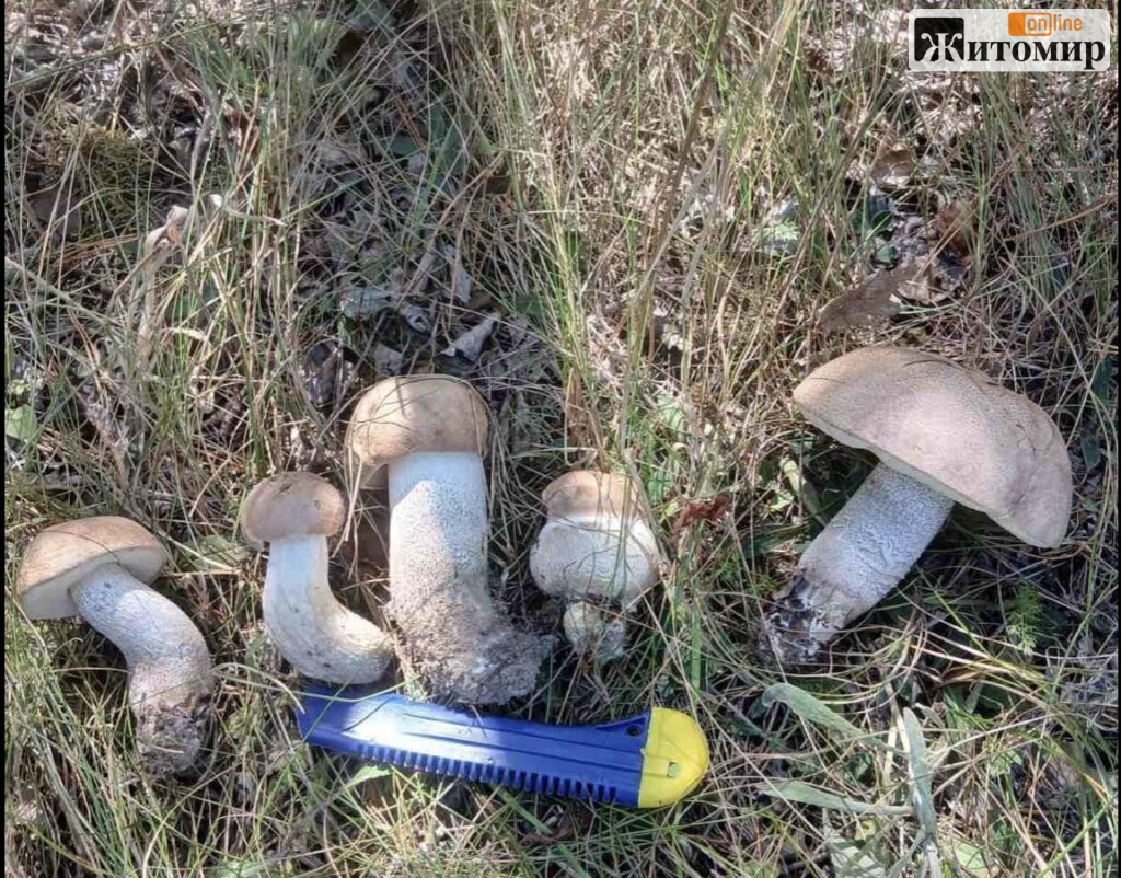 У Тетерівському лісі біля Житомира грибники показали серпневі знахідки. ФОТО
