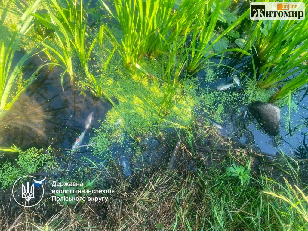 У Житомирі в річці Кам’янка загинули понад тисяча риб: у воді виявили значні перевищення нормативів - фото №2