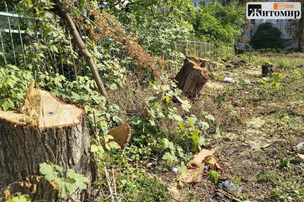 На Польовій у Житомирі зрізали на 80 дерев більше, ніж дозволяли документи — викликали поліцію - Події. Джерело: Zhitomir-OnLine На Польовій у Житомирі зрізали на 80 дерев більше, ніж дозволяли документи — викликали поліцію - фото №2