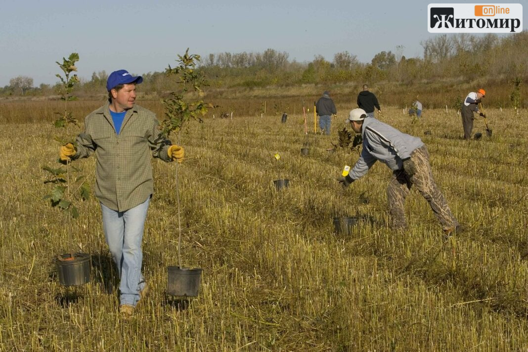 Several_people_planting_trees