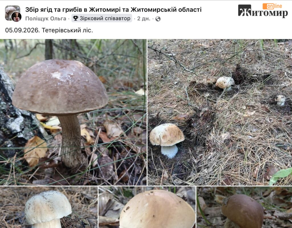 Вересень у Тетерівському лісі почався з грибів: житомирянка показала свіжі знахідки - Інформація. Джерело: Zhitomir-OnLine Вересень у Тетерівському лісі почався з грибів: житомирянка показала свіжі знахідки - фото №