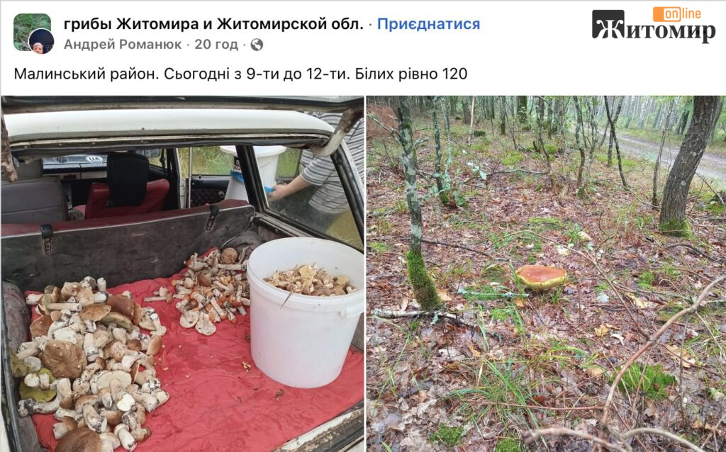 На Малинщині грибар за три години зібрав 120 білих грибів