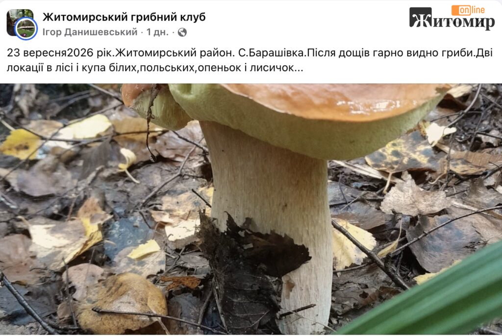 Після дощів у лісі біля Барашівки пішли білі, польські, опеньки та лисички. ФОТО - Інформація. Джерело: Zhitomir-OnLine Після дощів у лісі біля Барашівки пішли білі, польські, опеньки та лисички. ФОТО - фото №2