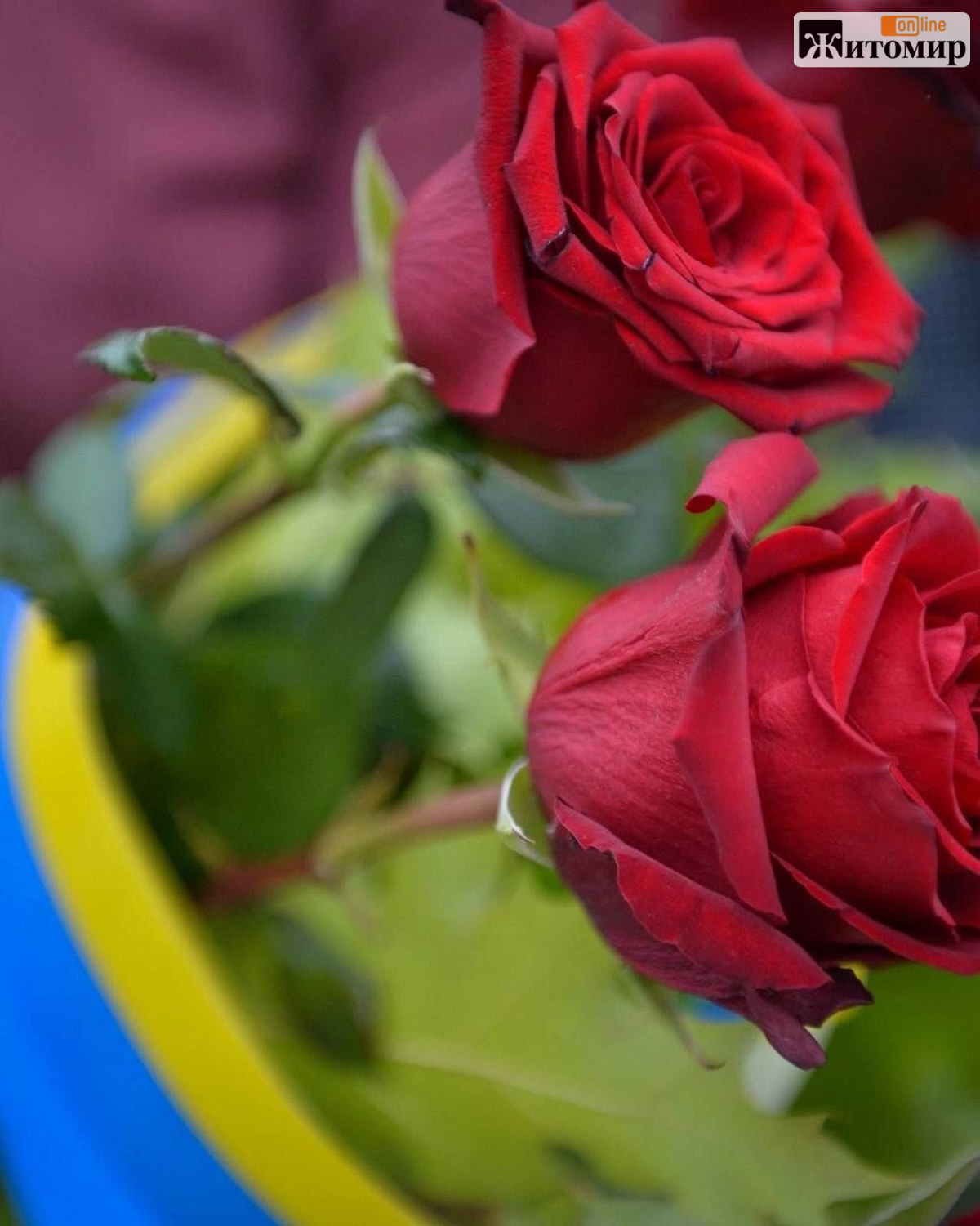 Через рік і чотири місяці на щиті повернувся до Житомира Руслан Рибачок