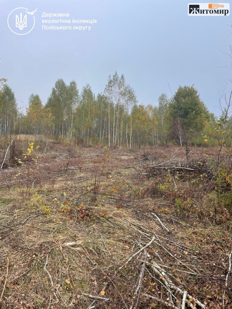 У громаді на Житомирщині виявили масштабну порубку дерев і 13 кубометрів свіжої деревини