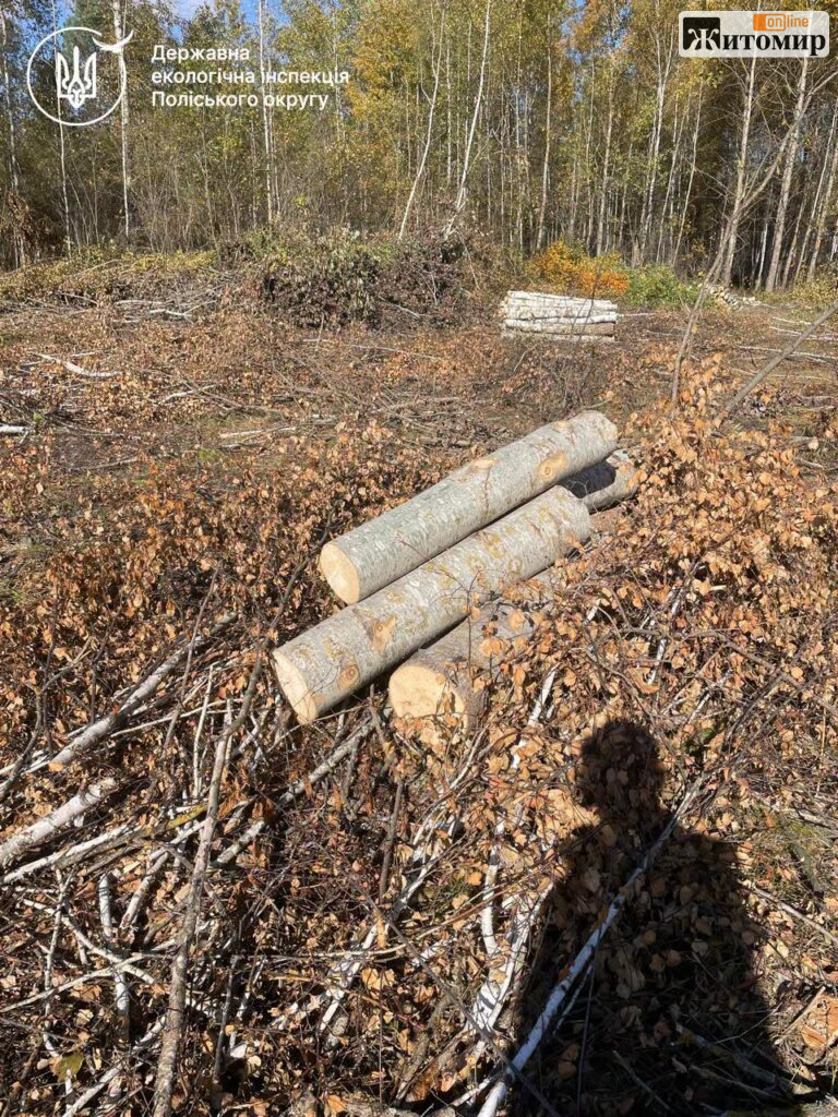 У громаді на Житомирщині виявили масштабну порубку дерев і 13 кубометрів свіжої деревини