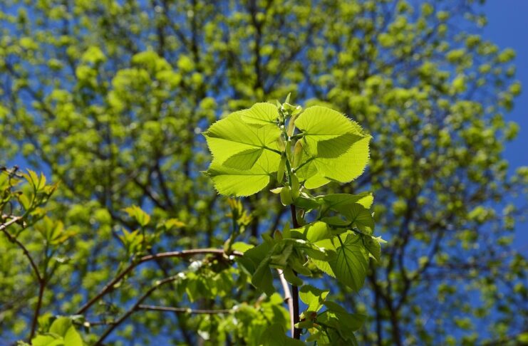 Fresh_Tilia_leaves