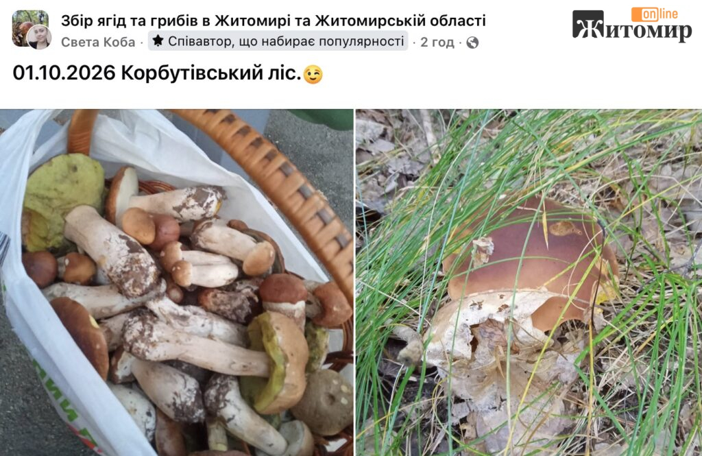 Повний кошик і гриб-«велетень»: що знайшли у Корбутівському лісі 1 жовтня