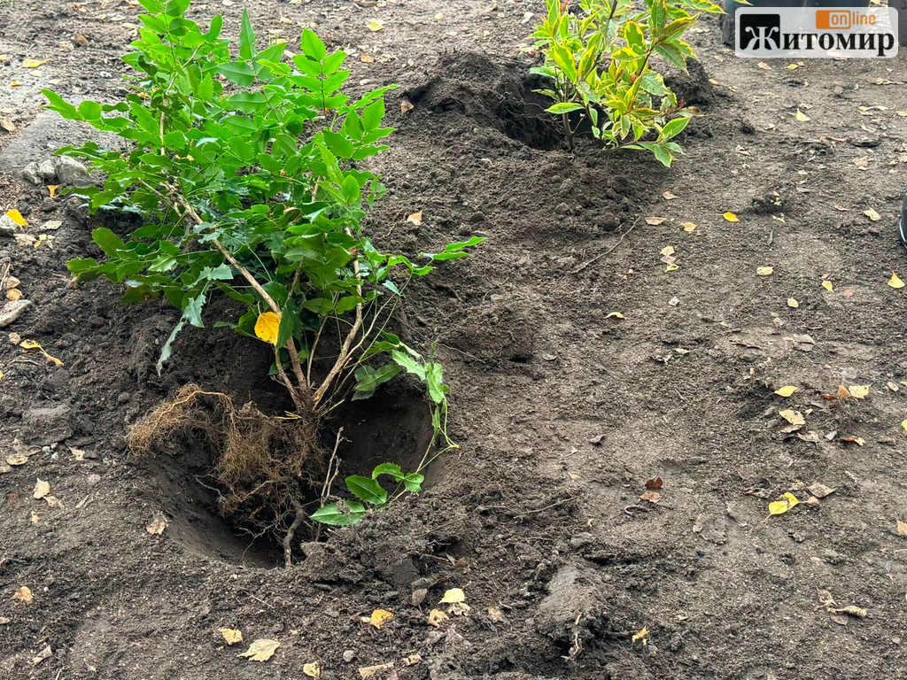 На Михайлівській у Житомирі висаджують багаторічні рослини та замінюють лавку - Корисна інформація Житомира та Житомирщини. Джерело: Zhitomir-OnLine На Михайлівській у Житомирі висаджують багаторічні рослини та замінюють лавку