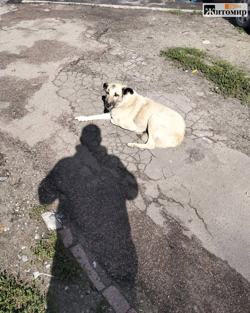 У житомирському Центрі захисту тварин розповіли, на яких вулицях вакцинували безпритульних собак - Корисна інформація Житомира та Житомирщини. Джерело: Zhitomir-OnLine У житомирському Центрі захисту тварин розповіли, на яких вулицях вакцинували безпритульних собак